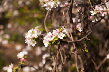 Apple tree branch with flowers,blured background