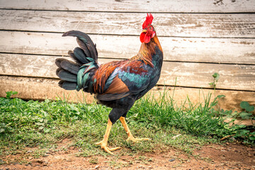 rooster in the yard © David