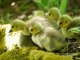 Goslings