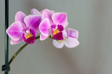 Fototapeta na wymiar Close up view of beautiful Phalaenopsis in white, pink and violet colors with blurred background. Selective focus. 