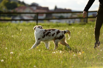 Obraz premium Hundefrühling. Junger Australien Shepherd auf der Löwenzahnwiese