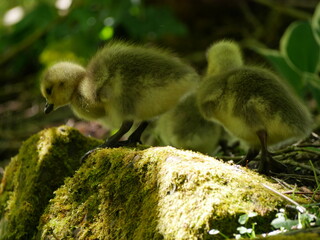Goslings
