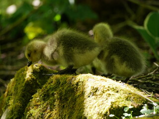 Goslings