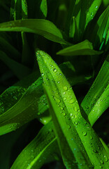 green leaves with water drops