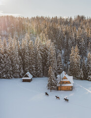 winter in the forest