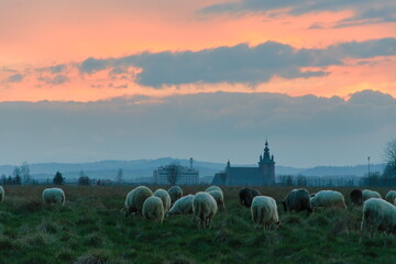 Sheeps on the meadow on sunset in Nowy Targ
