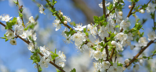 apple blossom