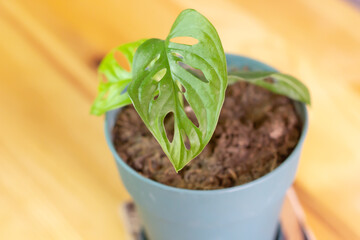 Monstera adansonii, also known as swiss cheese plant, Adanson's monstera, five holes plant, from family Araceae. Green leaves. Baby homeplant in green pot on a rustic wooden table. Selective focus.
