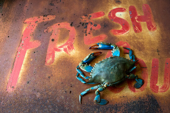 Closeup of blue crab
