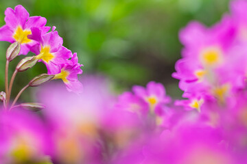 Fototapeta na wymiar Summer lilac flowers on a green background close-up. 