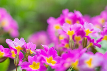 Fototapeta na wymiar Summer lilac flowers on a green background close-up.