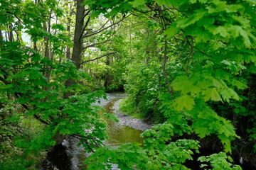 Fluss geht durch einen grünen frischen Wald