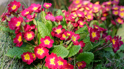 In spring, red primroses bloom in the garden. Common primrose.
