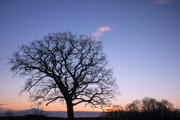 Kahler Baum im Winter am Abend, Todesanzeigen