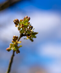 leaf buds