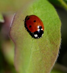 Ladybug on leaf