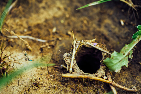 Top View Of A Tarantula Spider Burrow In The Ground