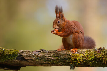 Eurasian red squirrel (Sciurus vulgaris) searching for food in the forest in the South of the Netherlands.  - obrazy, fototapety, plakaty