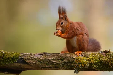 Plexiglas foto achterwand Euraziatische rode eekhoorn (Sciurus vulgaris) op zoek naar voedsel in het bos in Zuid-Nederland. © henk bogaard