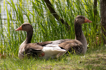 Gänsepaar