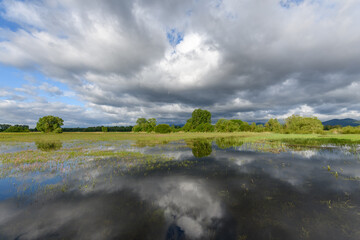 Meadow in bloom flooded in cloudy weather in spring.