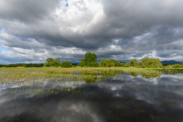 Meadow in bloom flooded in cloudy weather in spring.