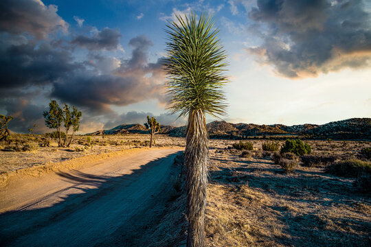 Roadside Joshua Tree California