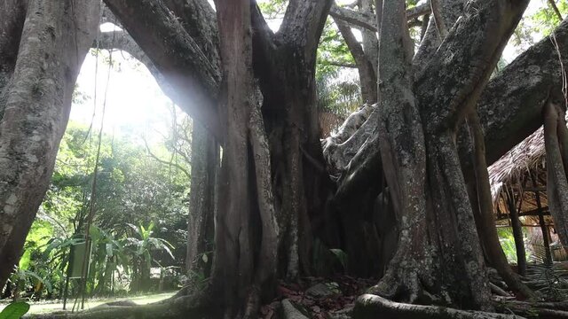 &Aacute;rbol de caucho o l&aacute;tex , Hevea brasiliensis, Magnoliopsida, jacio del Orinoco