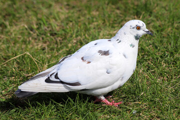 A common pigeon - Columba livia - with partially white and ash-red plumage color variation