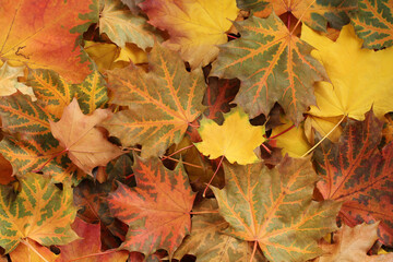 Autumn background - top down view of a heap of dried yellow, green, orange and red maple leaves. Closeup