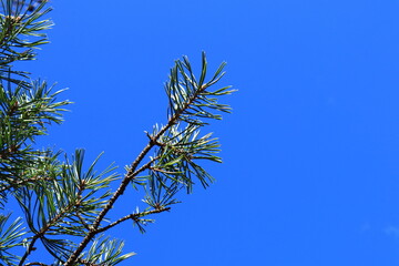 Branch of a conifer tree. Close up of the needle. Pine or fir. White and blue sky in the background. Copy space for text. Stockholm, Sweden.
