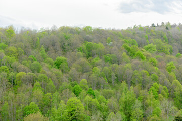 First leaves on trees in a mountain forest in spring.