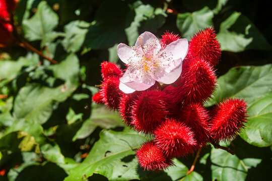 Bixa orellana - Achiote plant with flower in the garden