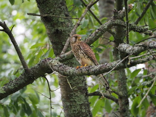 Kestrel
