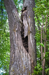 Obraz premium The tree split in half, in the middle is a nest of small sticks