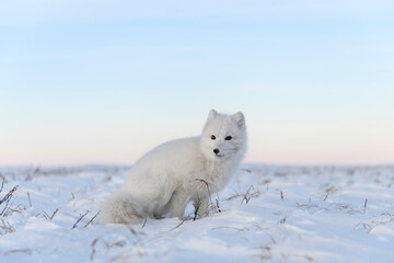 Fototapeta na wymiar Arctic fox (Vulpes Lagopus) in wilde tundra. White arctic fox sitting.
