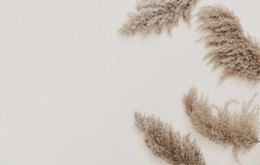 Pampas branch flowers on beige background. Beautiful pattern with neutral colors. Minimal, stylish...