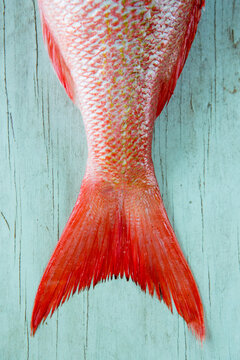 Red snapper tail 