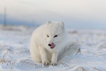 Naklejka premium Arctic fox (Vulpes Lagopus) in winter time in Siberian tundra with industrial background.