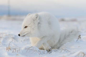 Arctic fox (Vulpes Lagopus) in winter time in Siberian tundra with industrial background.