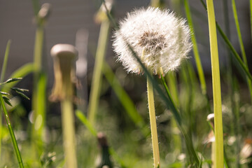 Closeup of a white fluffy mature dandelion in grass in morning light