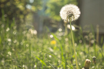 Mature dandelion in grass in morning light with shallow depth of field for copy space