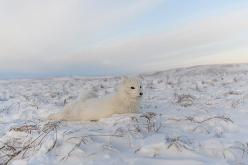 Obraz na płótnie Canvas rctic fox (Vulpes Lagopus) in wilde tundra. Arctic fox lying.