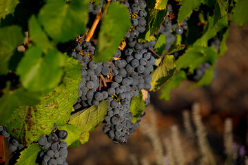 Wine Grapes hanging from the vines, with beautiful grape leaves and vineyard, Napa Valley,...