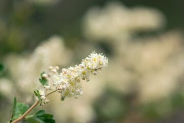 Obraz premium Wild Ribes Flowers