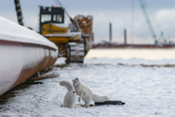 Two young arctic foxes playing in wilde tundra with industrial background.