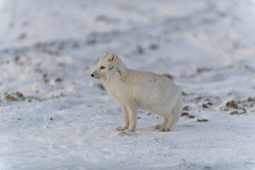 Naklejka premium Wild arctic fox (Vulpes Lagopus) in tundra in winter time.