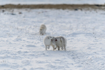 Obraz na płótnie Canvas Two young arctic foxes playing in wilde tundra in winter time.