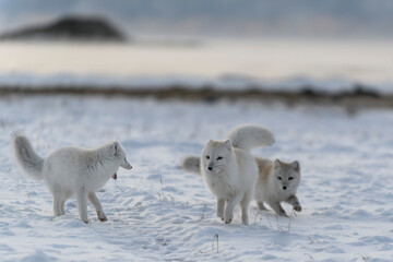 Two young arctic foxes playing in wilde tundra in winter time. © Alexey Seafarer