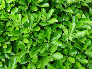 hedge of bright green leaves, background texture